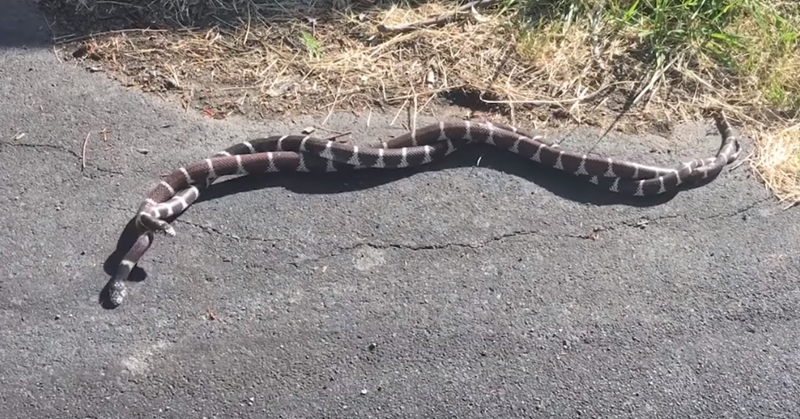 도로 한 가운데서 짝짓기 중인 뱀 커플