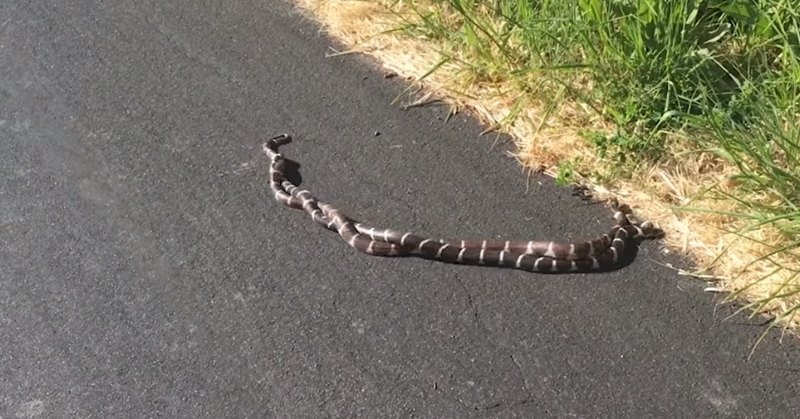 도로 한 가운데서 짝짓기 중인 뱀 커플