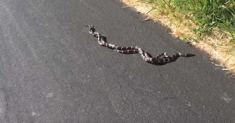 도로 한 가운데서 짝짓기 중인 뱀 커플