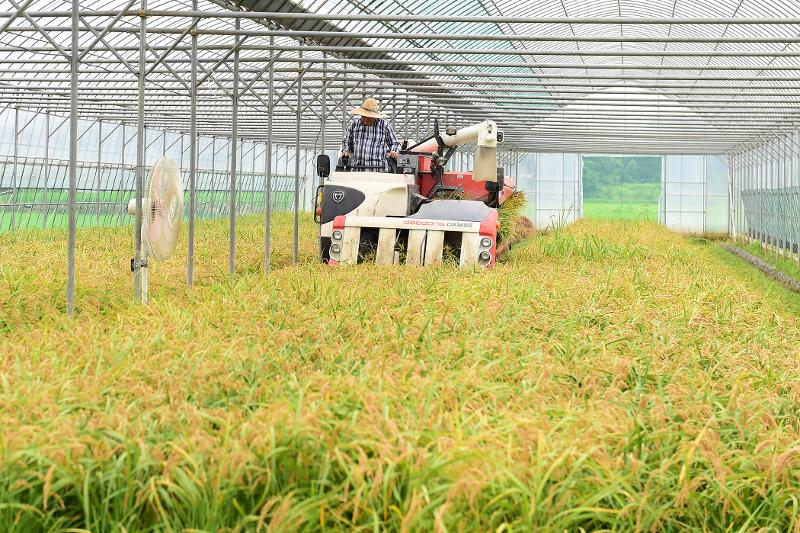 첫 수확된 햅쌀은 진부올벼로 지난 3월 모내기 이후 111일 만에 수확하는 것으로 1000kg 전량 농협유통을 통해 오는 13일 서울 양재 하나로클럽에서 출하된다. (여주시 제공)