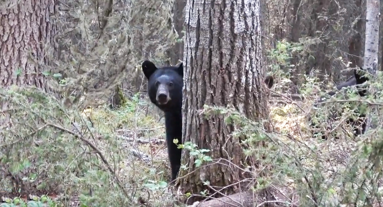 야생 흑곰 가족을 근접 거리에서 촬영하다 목숨을 잃을 뻔한 순간(유튜브 영상 캡처)