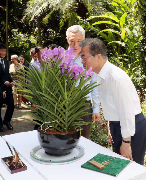 싱가포르를 국빈 방문 중인 문재인 대통령이 12일 오후(현지시간) 싱가포르 국립식물원에서 열린 난초명명식에 참석해 꽃향기를 맡고 있다. 2018. 7. 12 도준석 기자 pado@seoul.co.kr