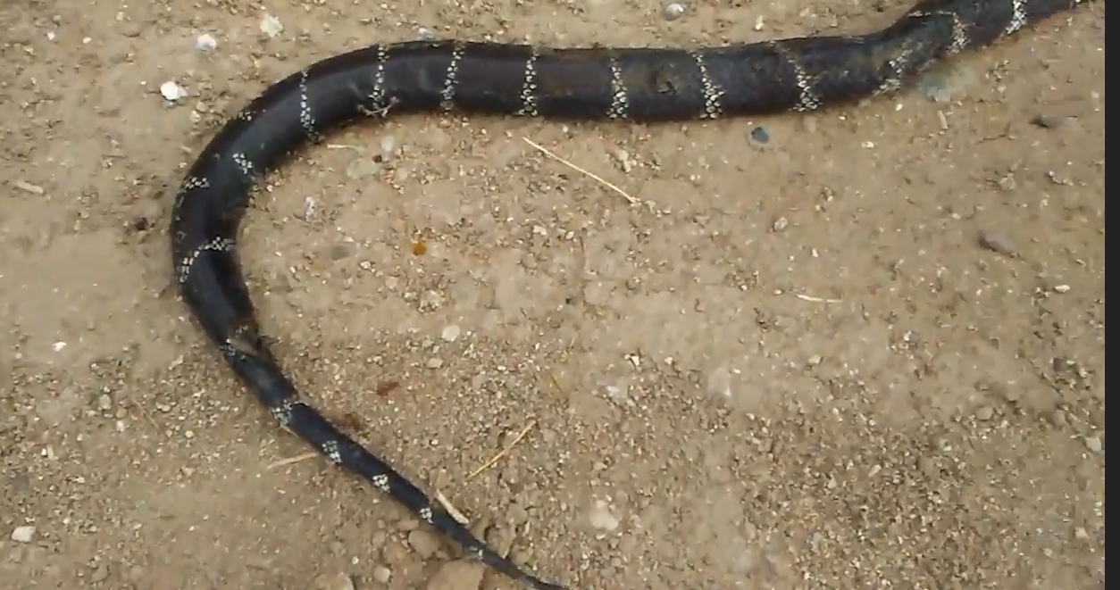 불개미에게 온 몸이 뜯긴 채 바닥에 죽어 있는 킹스네이크 모습(유튜브 영상 캡처)