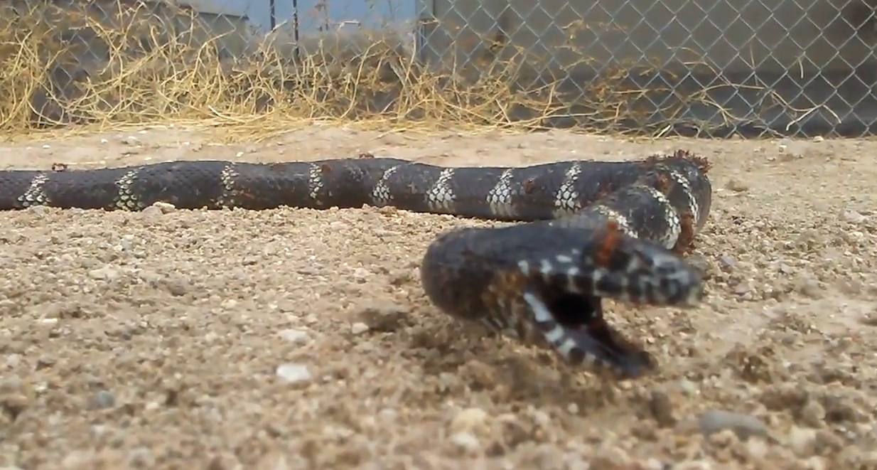 불개미에게 온 몸이 뜯긴 채 바닥에 죽어 있는 킹스네이크 모습(유튜브 영상 캡처)