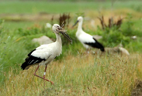 천수만에서 여름을 나는 황새들이 잔 나뭇가지를 입에 물고 이리저리 옮기는 동작을 하고 있다. 조류 전문가들은 이를 둥지를 만들기에 앞서 집짓기 연습을 하는 것으로 추정한다. 2018.7.15  김신환 씨 제공=연합뉴스