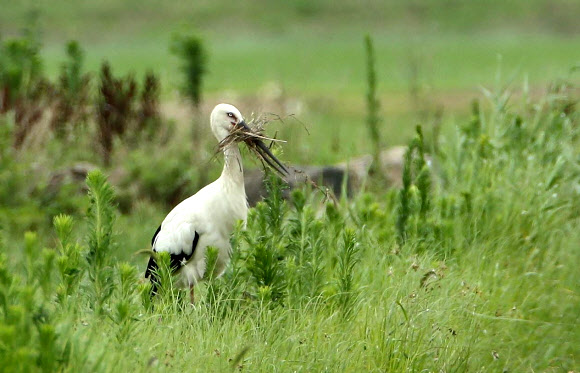 천수만에서 황새들이 잔 나뭇가지를 입에 물고 이리저리 옮기는 활동을 하고 있다. 조류 전문가들은 이를 집짓기 앞서 연습을 하는 것으로 추정한다. 2018.7.15  김신환 씨 제공=연합뉴스