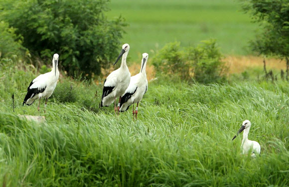 천수만에서 자연 황새 한 마리가 여름철까지 북쪽으로 가지 않고 예산공원에서 방사한 황새 네 마리와 함께 지내는 모습이 포착됐다. 2018.7.15  김신환 씨 제공=연합뉴스