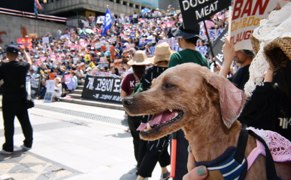 15일 서울 세종문화회관 중앙계단 앞에서 동물권 단체 케어 및 동물애호가들이 ‘개도살 금지 동물보호법’ 제정을 촉구하는 집회를 하고 있다. 2018.7.15.    이종원 선임기자 jongwon@seoul.co.kr