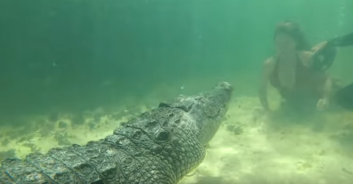 야생 악어와 촬영 중인 모델