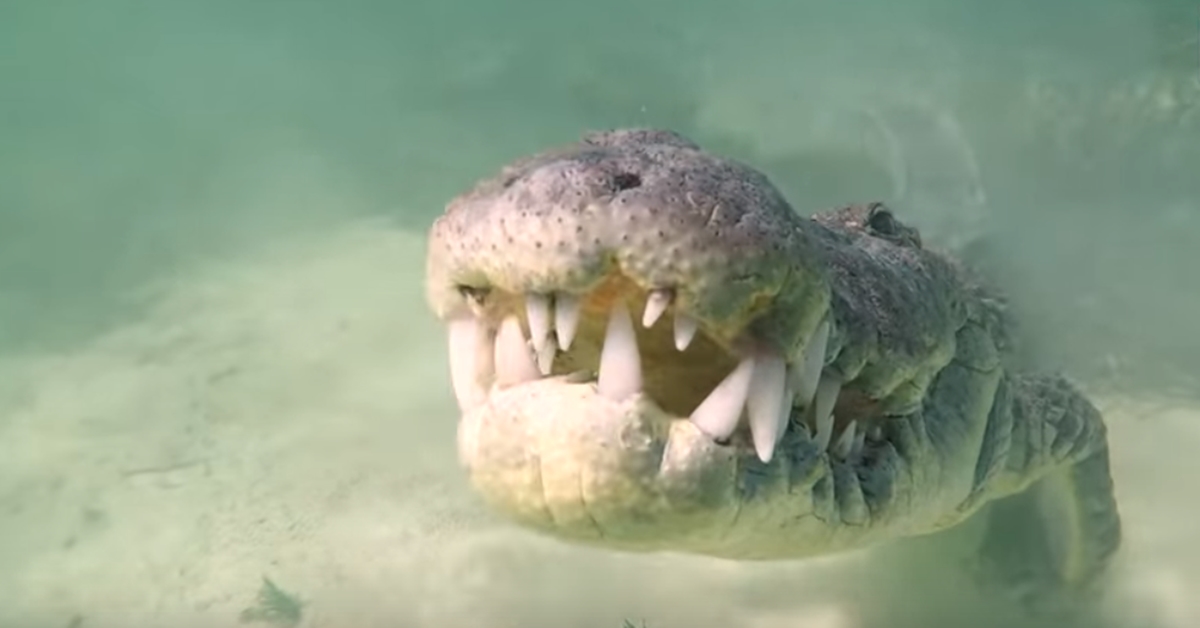 야생 악어와 촬영 중인 모델