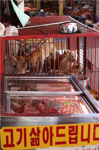 더위에 지친 철창에 갇힌 개들