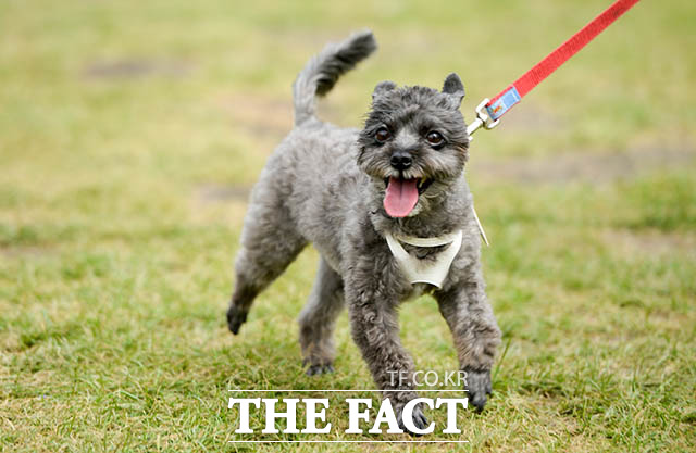 행사장 찾은 문재인 대통령의 반려견 ‘토리’ 사진=THE FACT