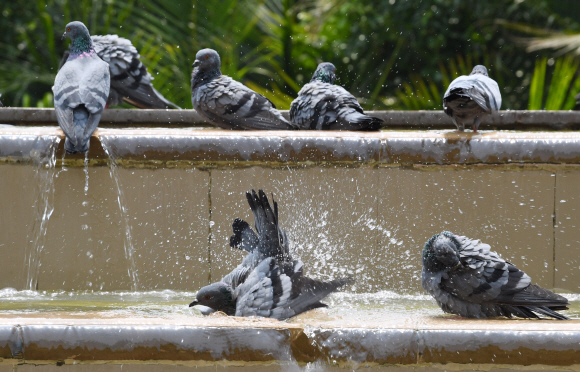 40도를 웃도는 인도 뉴델리의 한 분수대에서 비둘기들이 샤워를 하고 있다.  2018.7.18 도준석 기자 pado@seoul.co.kr