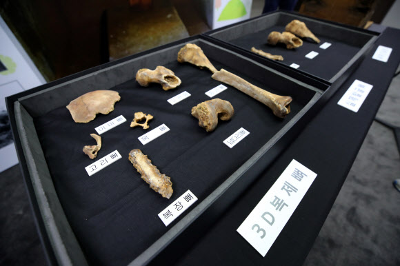 국립부여문화재연구소는 18일 전북 익산 쌍릉(사적 87호) 대왕릉에서 발견한 인골을 분석한 결과 무덤의 주인이 백제 무왕일 가능성이 높다고 밝혔다. 연구소가 이날 서울 종로구 국립고궁박물관에서 공개한 3D 복제 뼈의 모습.  연합뉴스