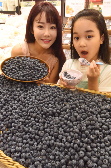 롯데마트는 제철을 맞은 미국산 블루베리를 1팩(310g)에 4,900원, 미국산 냉동 야생 블루베리를 1봉(1.35kg)을 6,900원에 판매한다. 2018.7.23 최해국 선임기자seaworld@seoul.co.kr