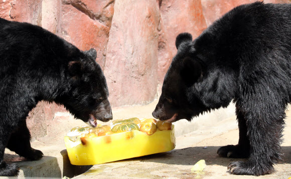 반달가슴곰의 여름 특식