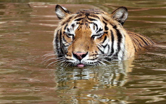 호랑이도 물속에 풍덩