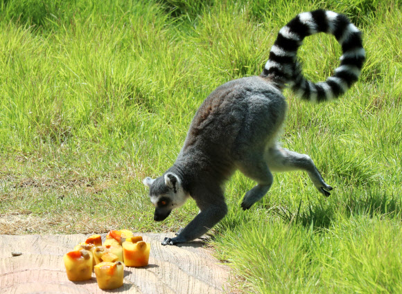 얼음과자로 여름견디는 알락꼬리원숭이