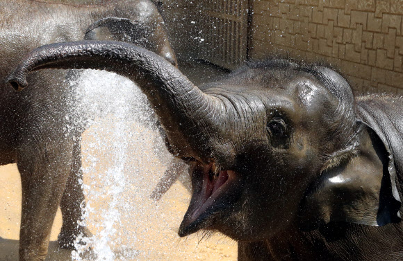 샤워 즐기는 코끼리