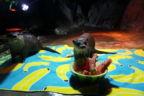 ‘세상에서 제일 맛있는 수박 화채’