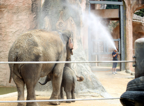 역대급 무더위에 코끼리도 찬물샤워