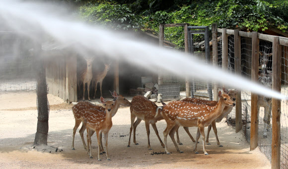 그늘로 피한 꽃사슴에게 ‘찬물샤워’