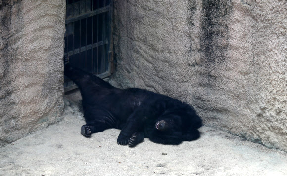 무더위에 지친 곰