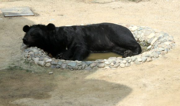 무더위에 지친 곰