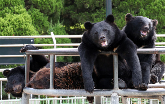 폭염 속 반달곰들