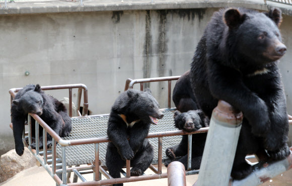 폭염에 지친 반달곰들