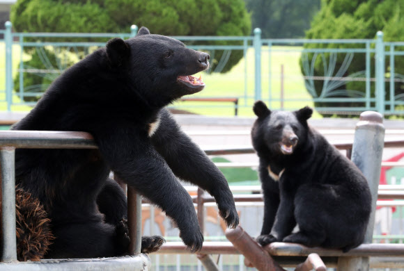 폭염 속 반달곰들