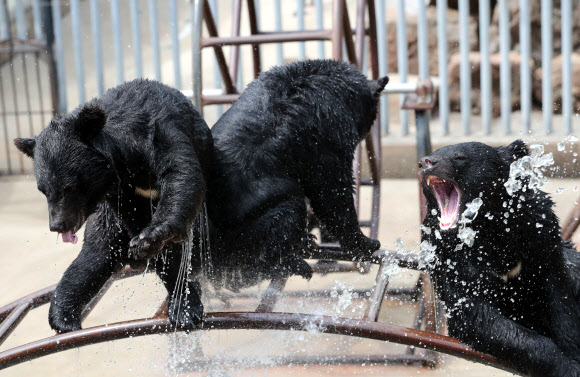 폭염 속 물놀이