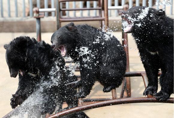 물놀이 즐기는 곰들