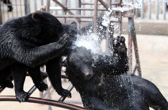 폭염 속 물놀이 즐기는 곰들