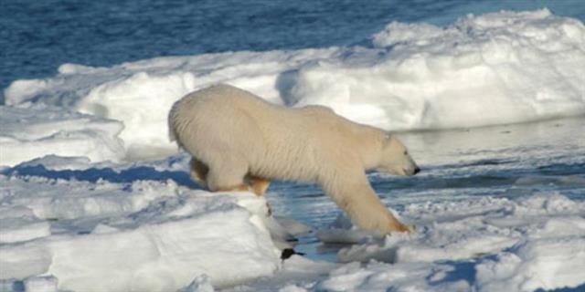 지구온난화가 가속화되고 극지방의 해빙이 점점 사라지면서 북극곰이 살 수 있는 공간도 줄어들고 있다.  미국 자연사박물관 제공