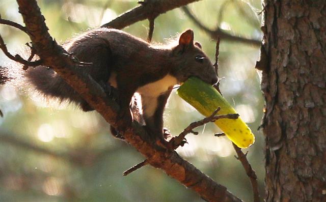 폭염이 계속되는 26일 강원도 속초해수욕장 인근 송림에서 청설모 한 마리가 오이를 입에 물고 있다.2018.7.26 뉴스1