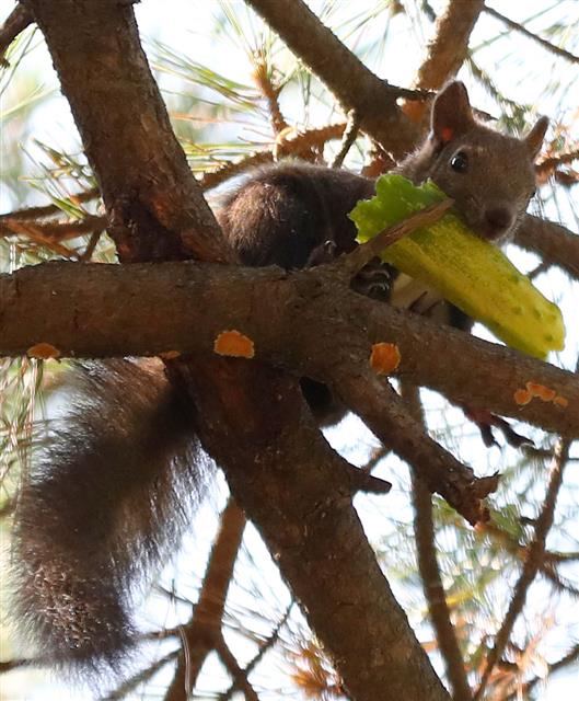 폭염이 계속되는 26일 강원도 속초해수욕장 인근 송림에서 청설모 한 마리가 오이를 먹으며 더위를 식히고 있다. 2018.7.26 뉴스1