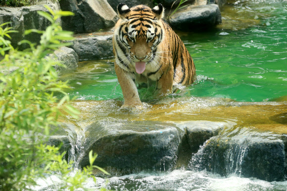 중복인 27일 경기도 과천 서울동물원에서 무더위에 지친 호랑이가 물놀이를 하며 더위를 식히고 있다. 2018.7.27  연합뉴스