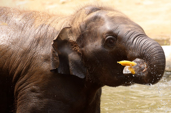 중복인 27일 경기도 과천 서울동물원에서 무더위에 지친 아기 코끼리가 얼음 먹이를 먹으며 더위를 식히고 있다. 2018.7.27  연합뉴스