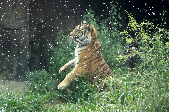 중복인 27일 경기도 과천 서울동물원에서 무더위에 지친 호랑이가 인공 눈을 맞으며 더위를 식히고 있다. 2018.7.27  연합뉴스