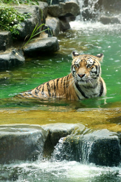 중복인 27일 경기도 과천 서울동물원에서 무더위에 지친 호랑이가 물놀이를 하며 더위를 식히고 있다. 2018.7.27  연합뉴스