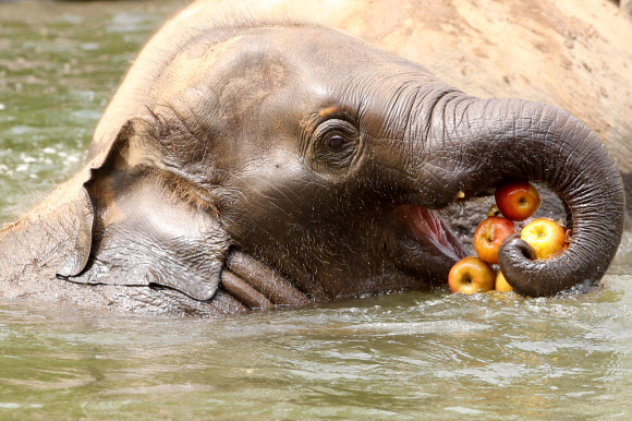 중복인 27일 경기도 과천 서울동물원에서 무더위에 지친 코끼리가 얼음 먹이를 먹으며 더위를 식히고 있다. 2018.7.27  연합뉴스