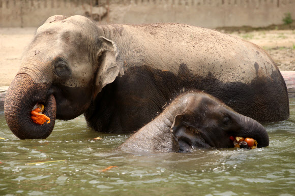 중복인 27일 경기도 과천 서울동물원에서 무더위에 지친 코끼리들이 얼음 먹이를 먹으며 더위를 식히고 있다. 2018.7.27  연합뉴스