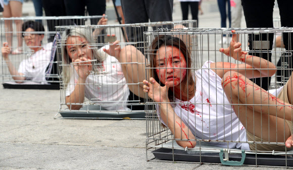 철창 안의 개처럼...