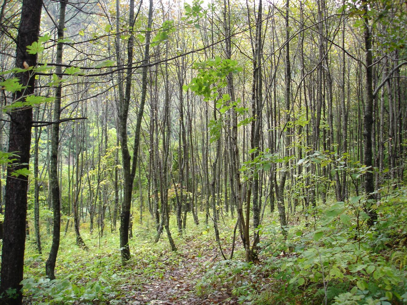 강원도 홍천에 있는 캠프 나비 부근의 자작나무 숲.