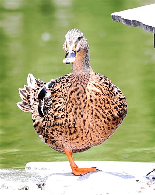 폭염이 계속되고 있는 30일 오후 인하대의 한 호수가에서 오리 한마리가 휴식을 하고 있다. 2018.7.30 뉴스1