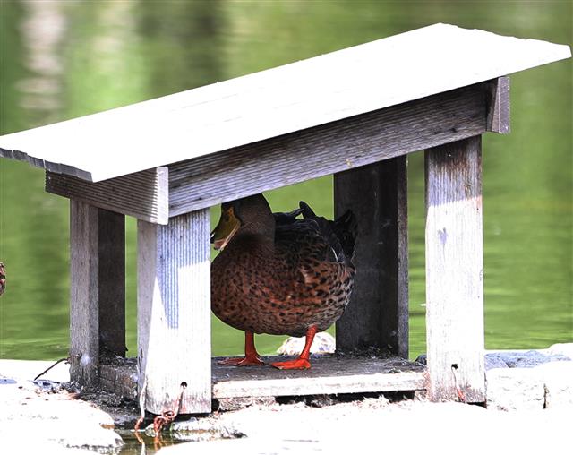 30일 인천 인하대의 한 호수가에서 오리들이 더위를 피해 쉬고 있다. 2018.7.30 뉴스1