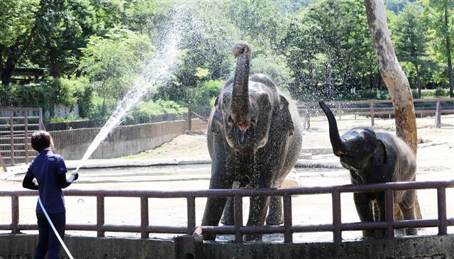 ‘물 먹는 코끼리’