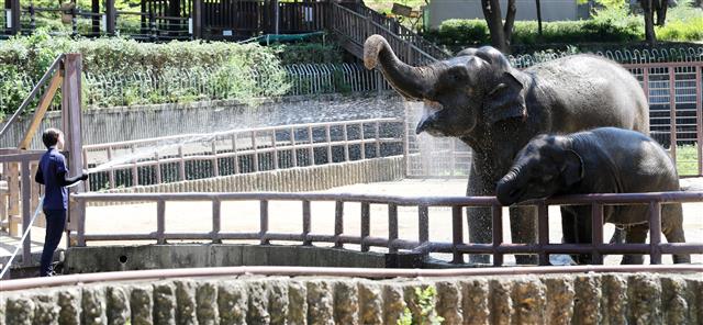 ‘무더위 이겨내는 코끼리들’