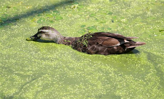 폭염에 녹조 호수에서 헤엄치는 오리